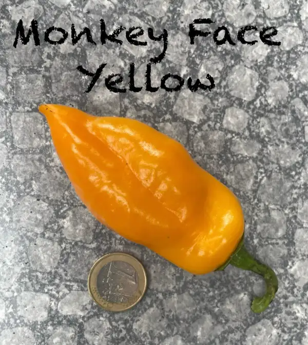 Chili / Paprika: Monkey Face Yellow
