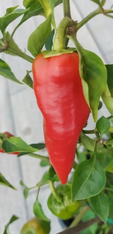 Chili / Paprika: Monkeyface Red