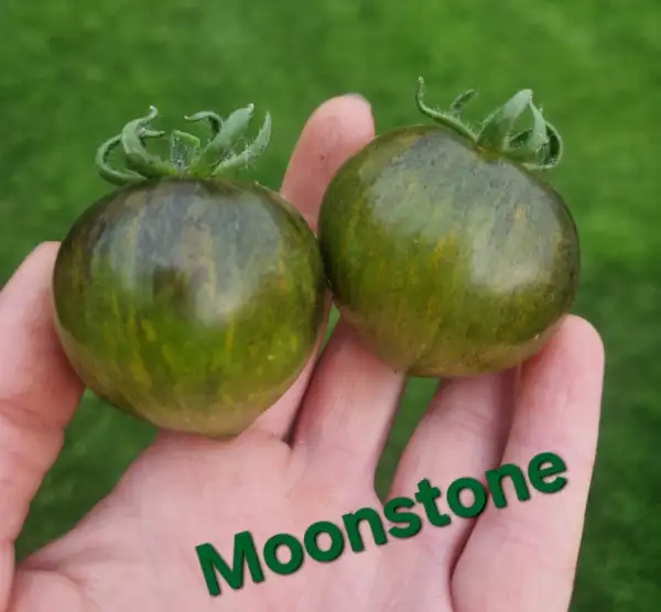 Tomaten: Monnstone