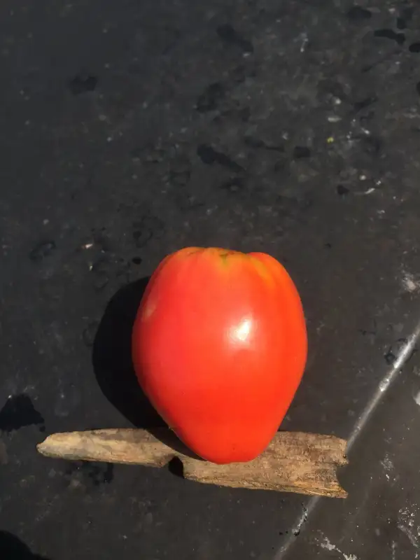 Tomaten: Monomakh