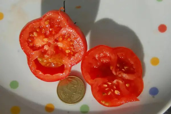 Tomaten: Monserrat