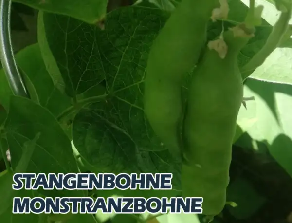 Bohnen: Monstranzbohne