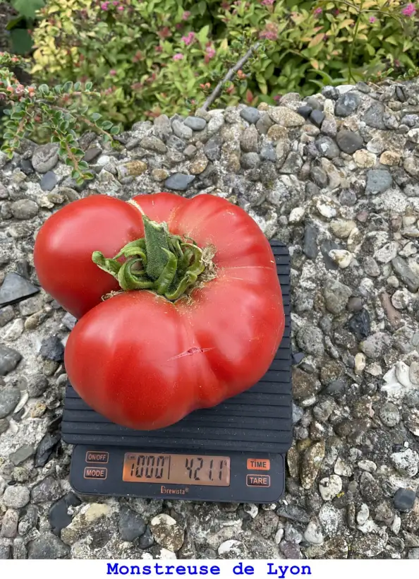 Tomaten: Monstreuse De Lyon