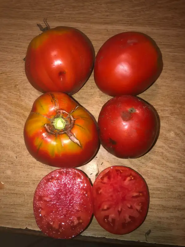 Tomaten: Mont Athos