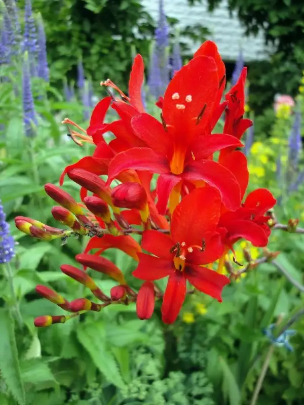 Stauden / Gehölz: Montbretien Luzifer rot