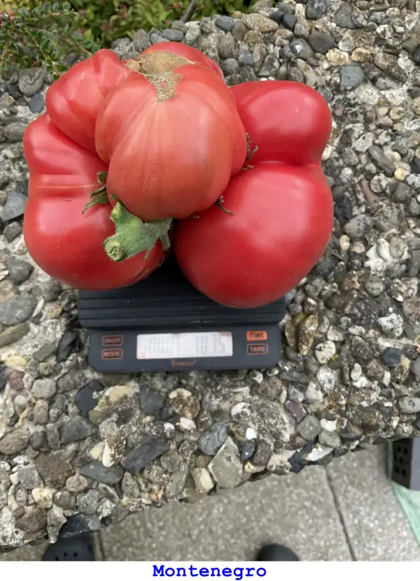 Tomaten: Montenegro