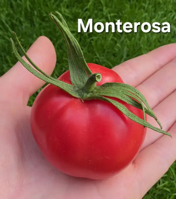 Tomaten: Monterosa