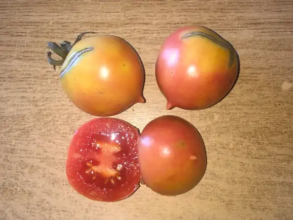 Tomaten: Montgrí de Foixà