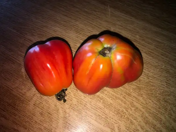 Tomaten: Montserrat Pink