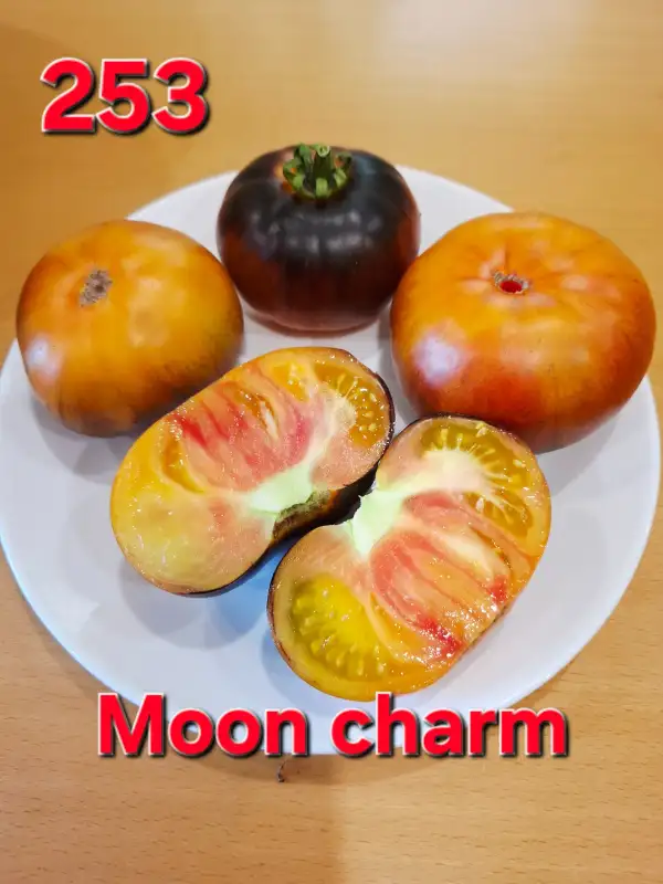Tomaten: Moon charm