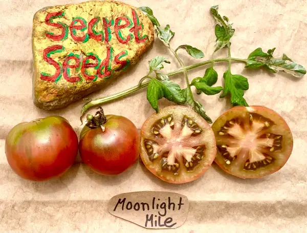 Tomaten: Moonlight mile