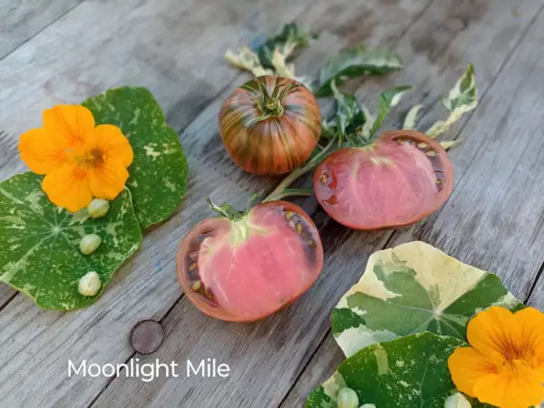 Tomaten: Moonlight mile