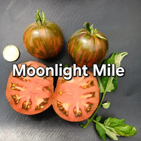 Tomaten: Moonlight mile