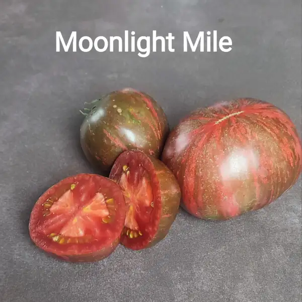 Tomaten: Moonlight mile