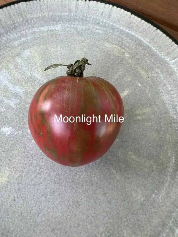 Tomaten: Moonlight mile