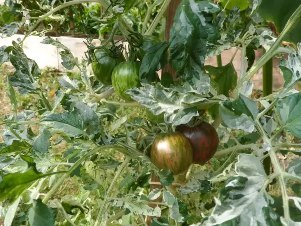 Tomaten: Moonlight Mile ( Kat# 2128 )
