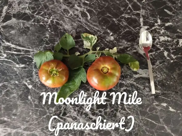 Tomaten: Moonlight Mile (panaschiert)