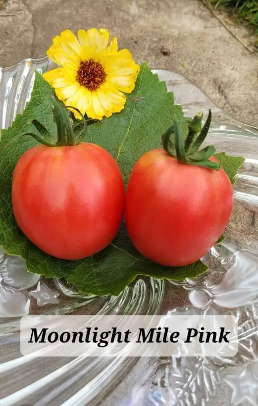 Tomaten: Moonlight mile pink