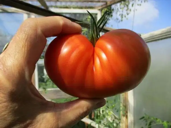 Tomaten: Moonlight Mile Pink variegated