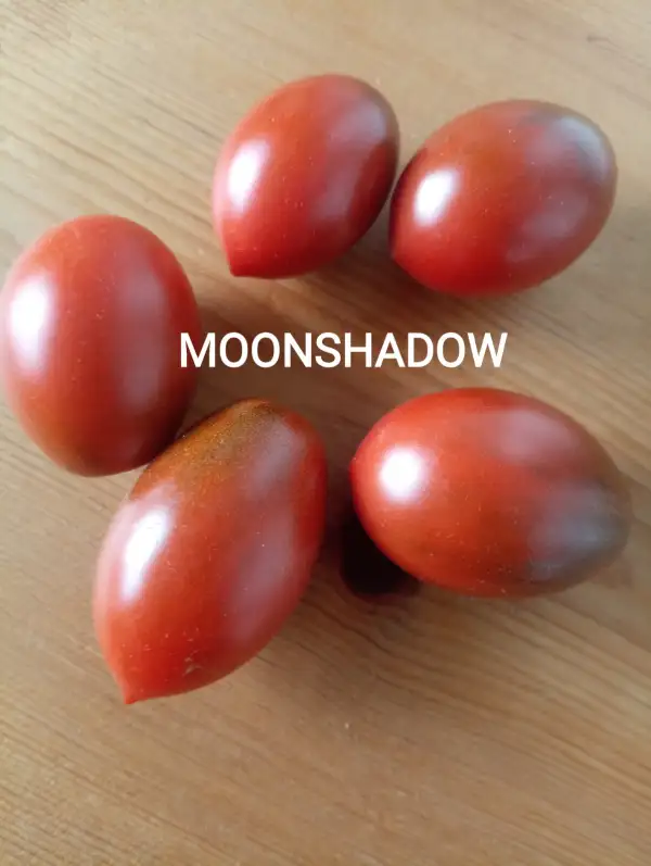 Tomaten: Moonshadow
