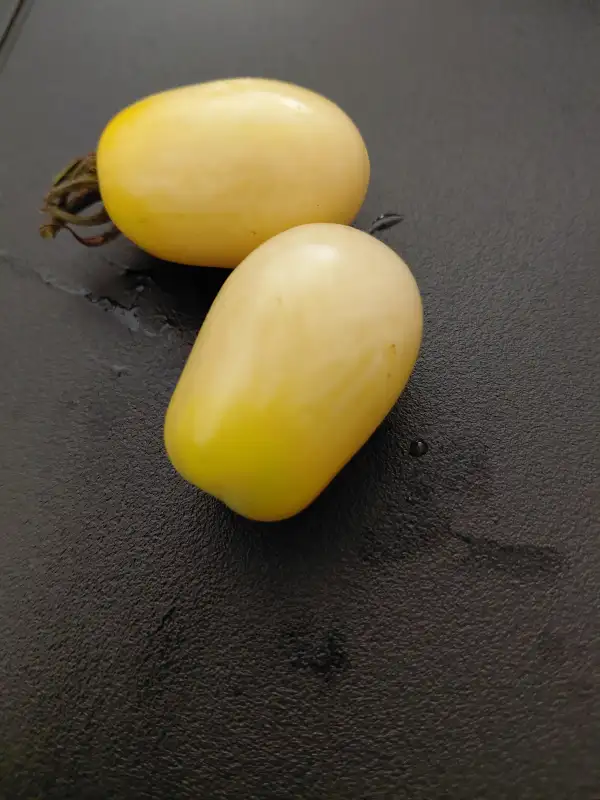 Tomaten: Moonshine