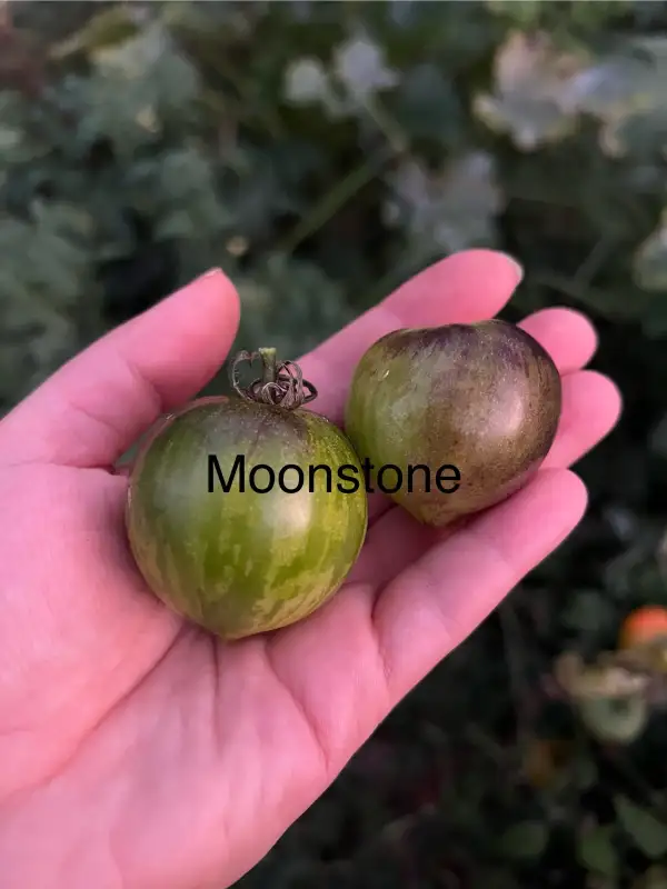 Tomaten: Moonstone