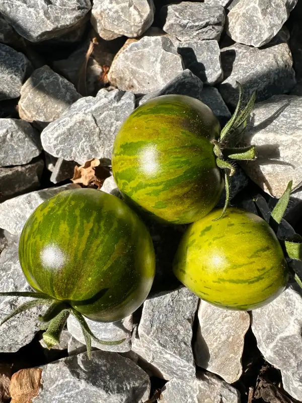 Tomaten: Moonstone
