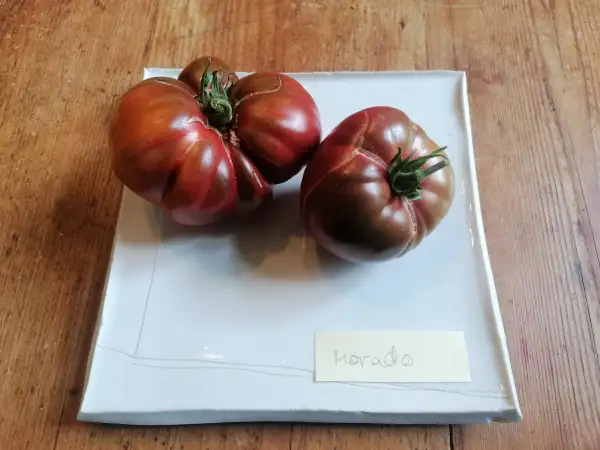 Tomaten: Morado