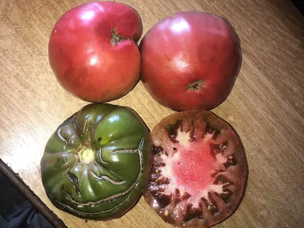 Tomaten: Morado de Cádiz