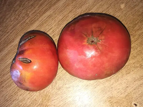 Tomaten: Morado de Fitero