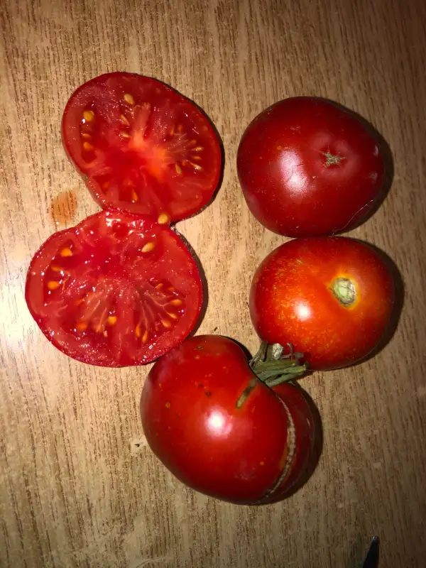 Tomaten: Moravsky Div