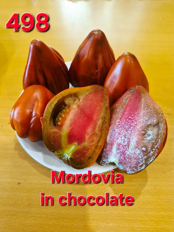Tomaten: Mordovia in chocolate
