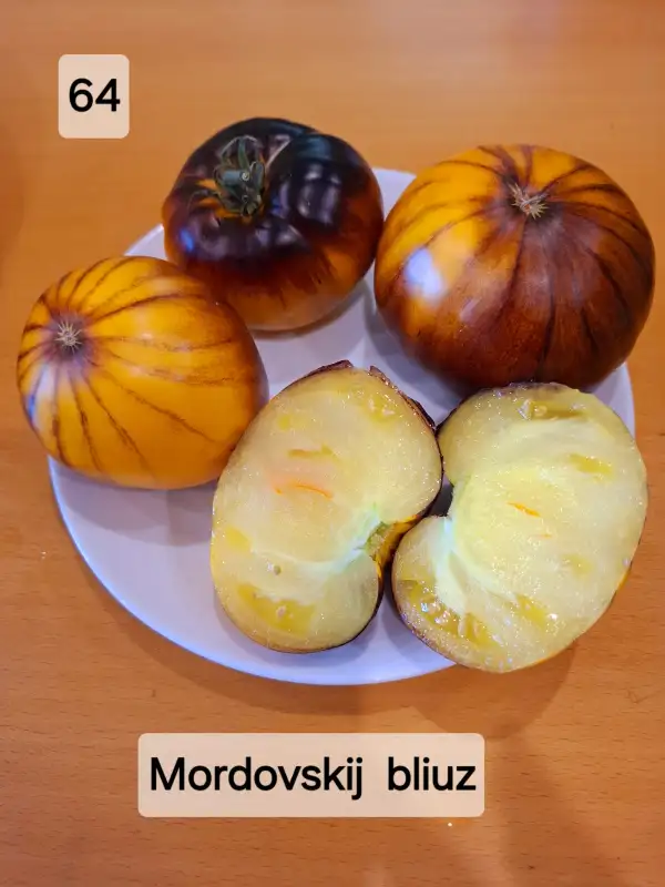 Tomaten: Mordovian blues