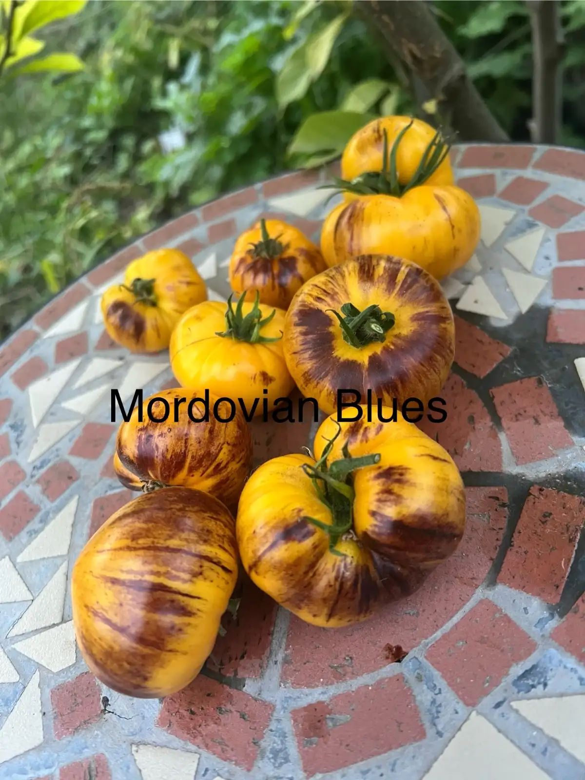 Tomaten: Mordovian blues