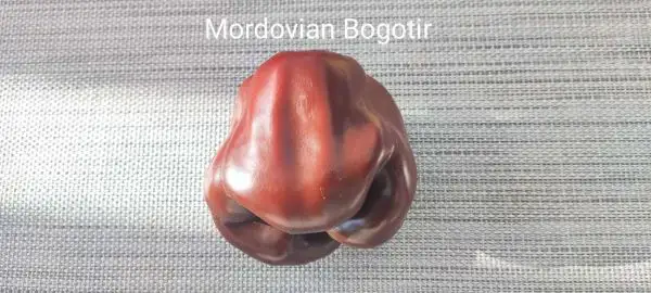 Chili / Paprika: Mordovian Bogatir