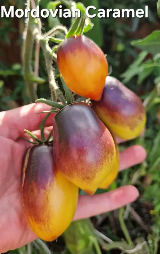 Tomaten: Mordovian caramel