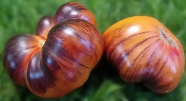 Tomaten: Mordovian Charme