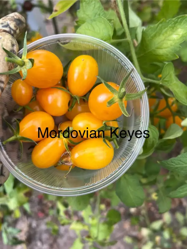 Tomaten: Mordovian Keyes