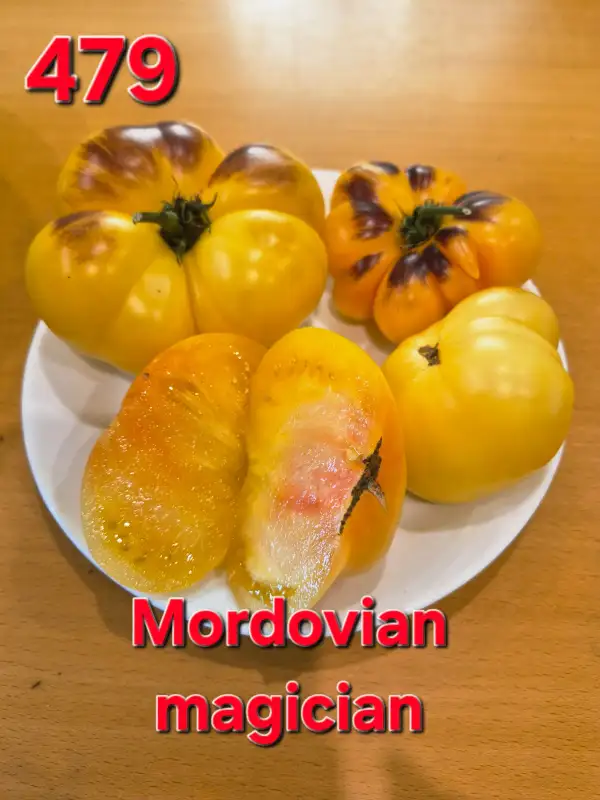 Tomaten: Mordovian magician