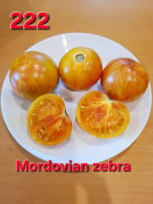 Tomaten: Mordovian zebra