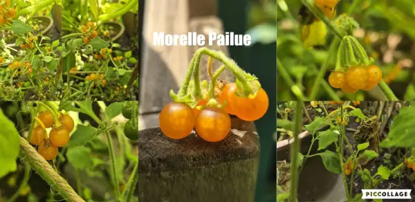 Beeren: Morelle Pailue