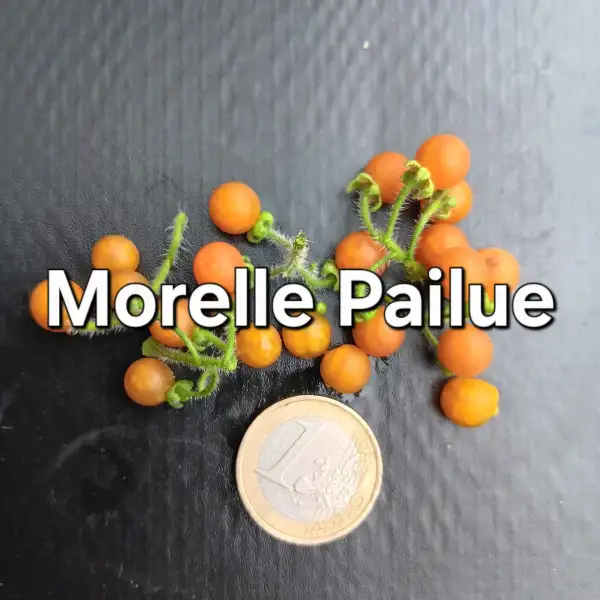 Beeren: Morelle Pailue