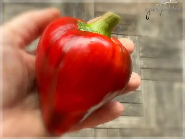 Paprika: Morrón de Fabrica