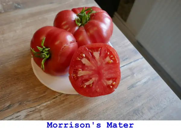 Tomaten: Morrison’s Mater