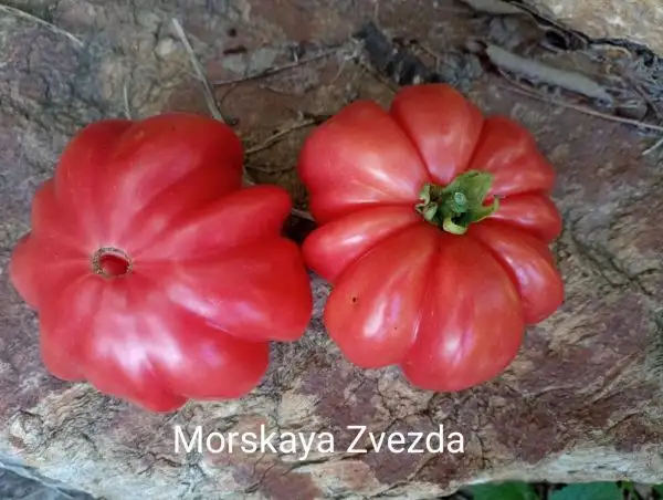 Tomaten: Morskaya Zvezda