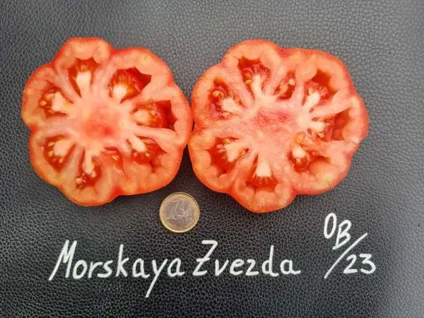 Tomaten: Morskaya Zvezda