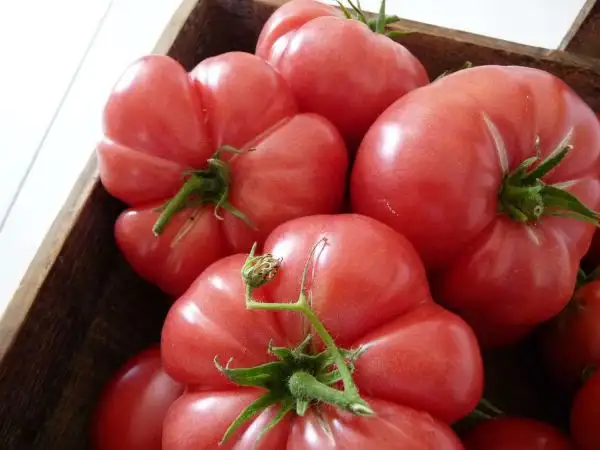 Tomaten: Mortgage Lifter