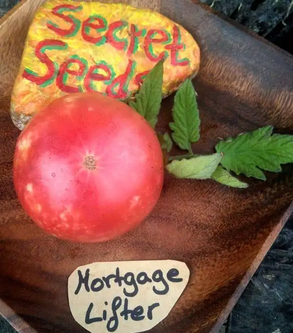 Tomaten: Mortgage Lifter