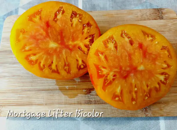 Tomaten: Mortgage Lifter Bicolor