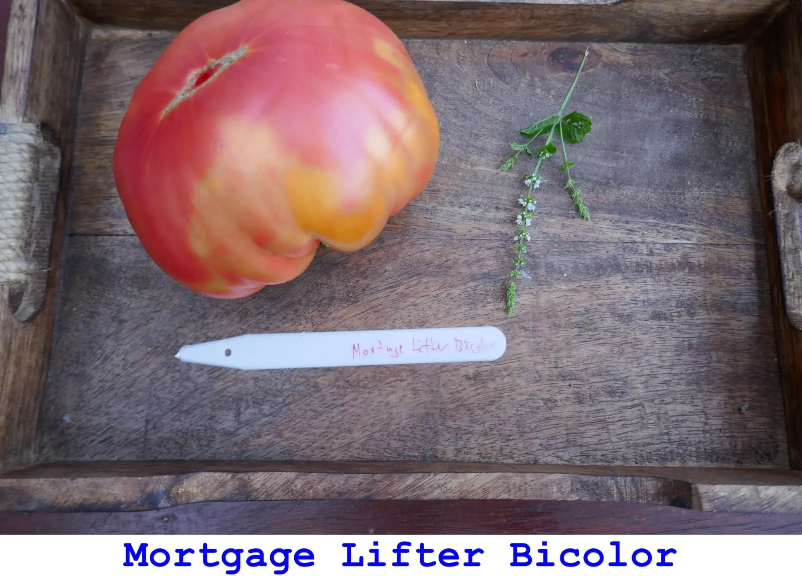 Tomaten: Mortgage Lifter Bicolor